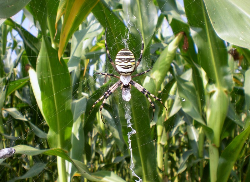 Argiope e tela